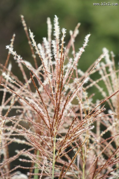漂亮的芦苇丛图片大全