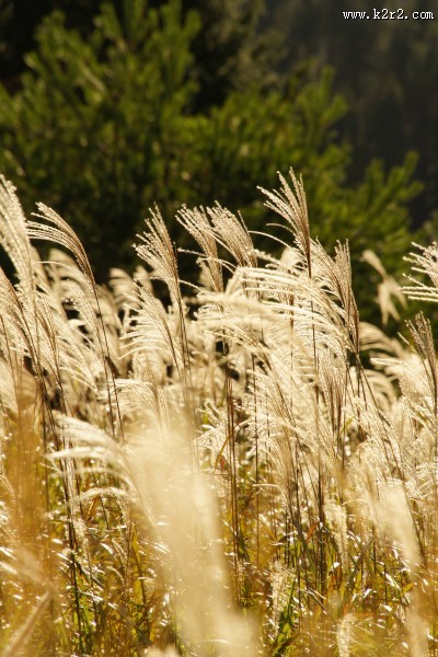 漂亮的芦苇丛图片大全