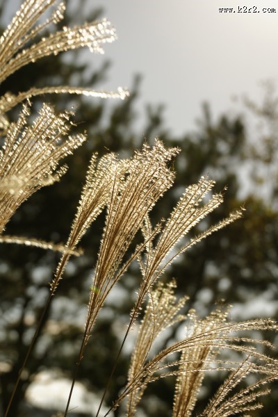 漂亮的芦苇丛图片大全