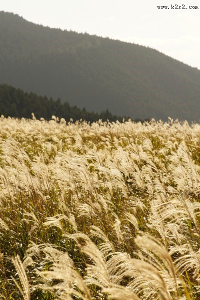 漂亮的芦苇丛图片大全