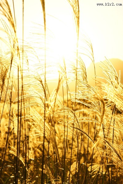 漂亮的芦苇丛图片大全