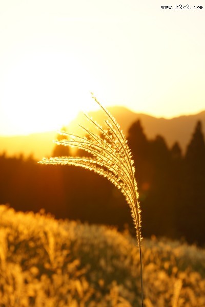 漂亮的芦苇丛图片大全