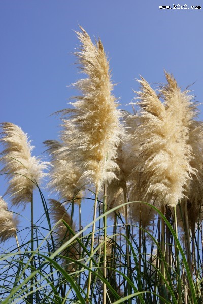 漂亮的芦苇丛图片大全
