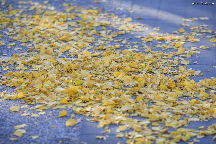 秋季凋零的枯黄落叶图片