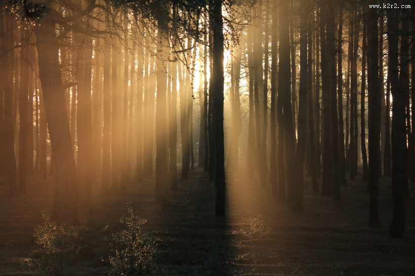 清晨的树林图片