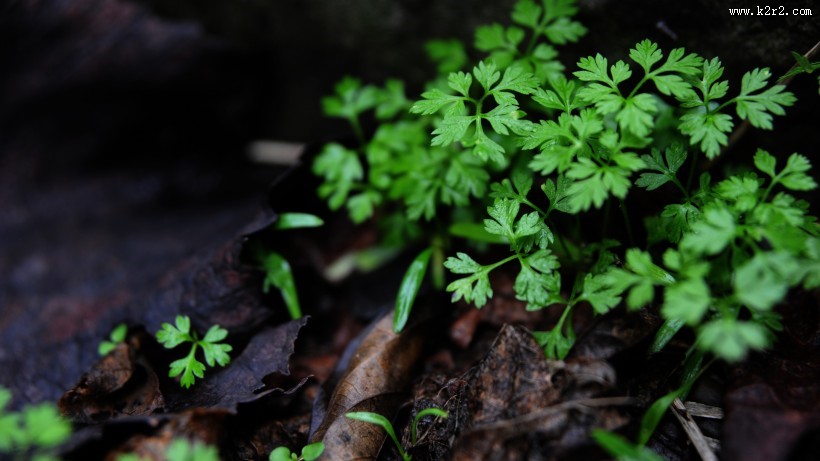 唯美的下雨天图片