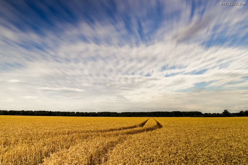 金黄的麦田风光图片大全