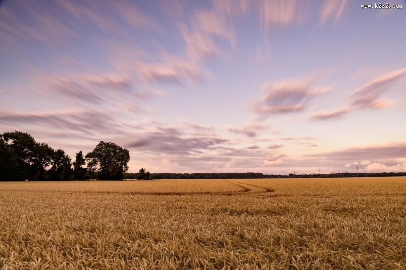 金黄的麦田风光图片大全
