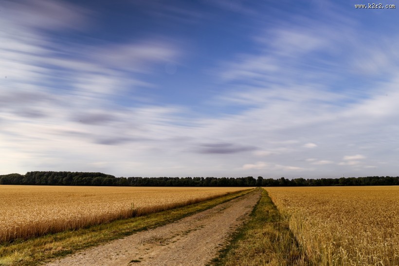 金黄的麦田风光图片大全