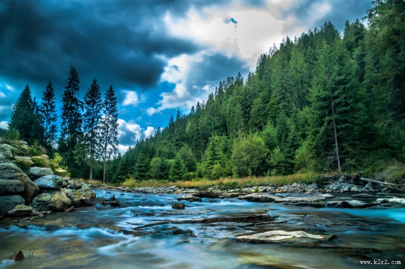 针叶树森林图片