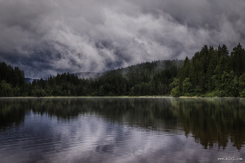 针叶树森林图片