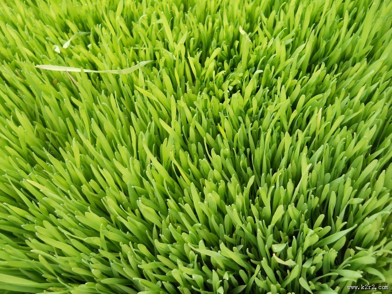 绿油油的麦田图片