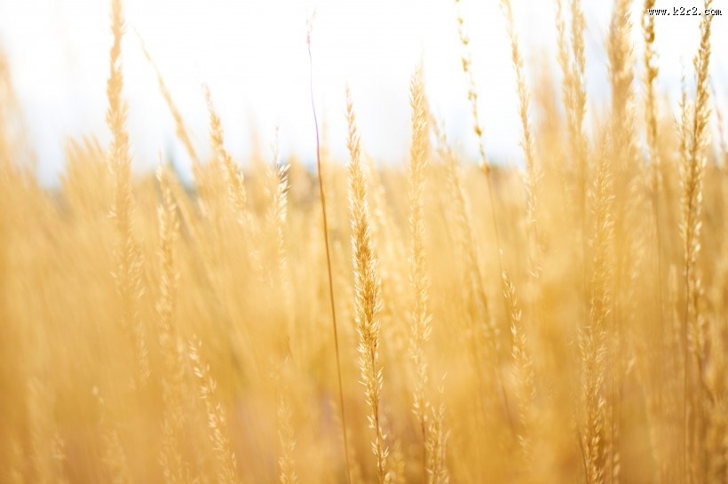 金黄的麦穗图片