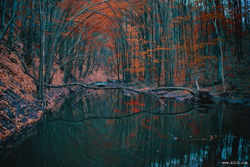 秋天树林风景图片