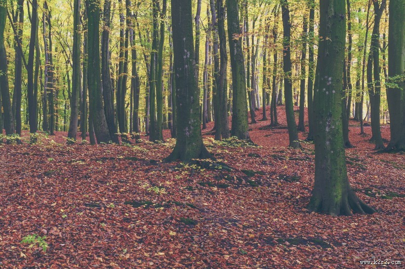 秋天树林风景图片