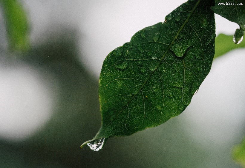绿叶上的露珠图片