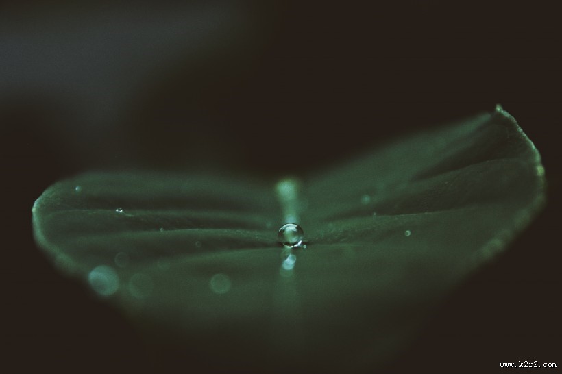 绿叶上的露珠图片
