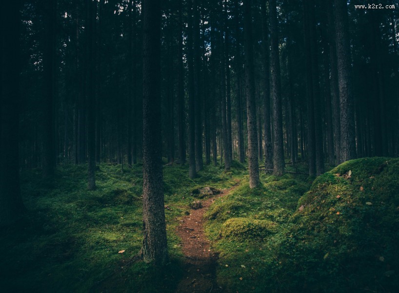 山林中的小路图片