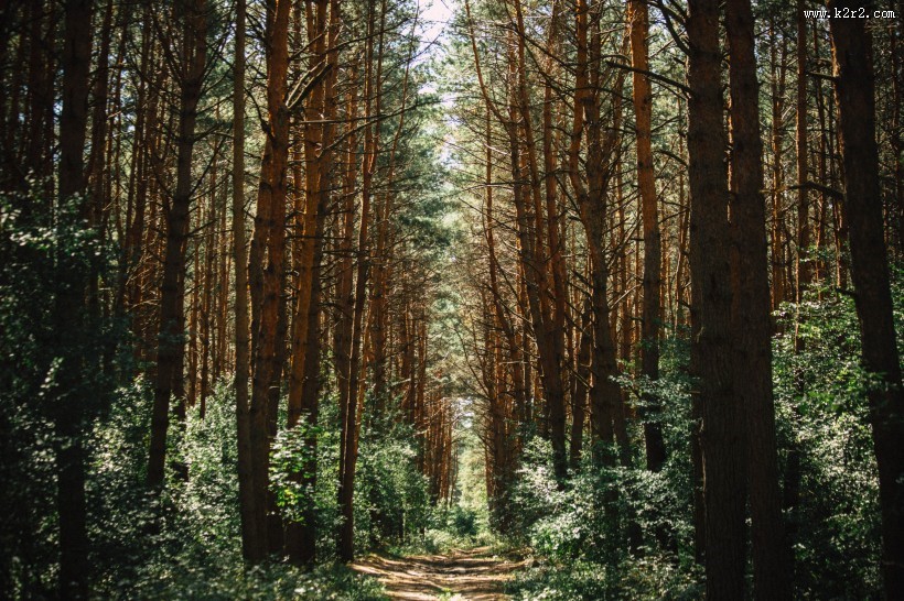 山林中的小路图片