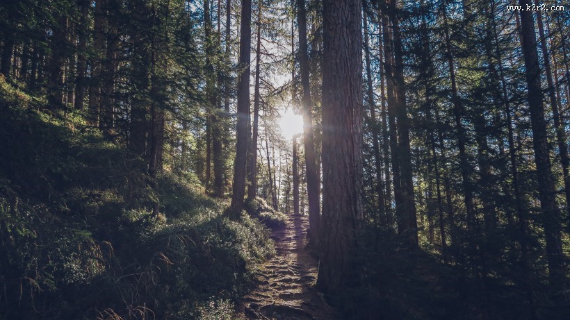 山林中的小路图片