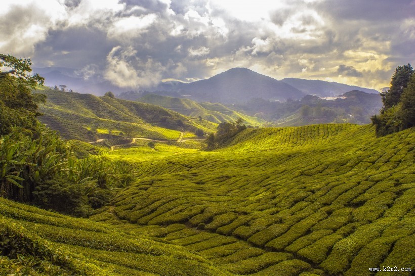 优美的梯田图片