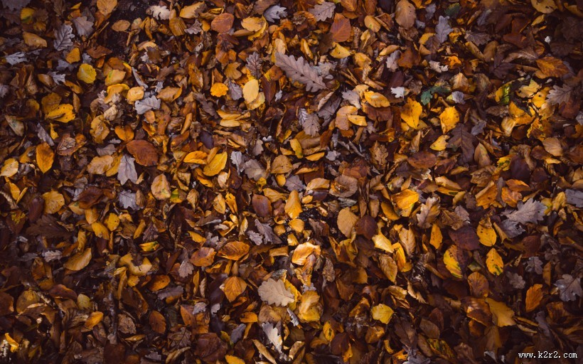满地秋天落叶图片
