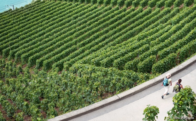 美丽的葡萄庄园图片