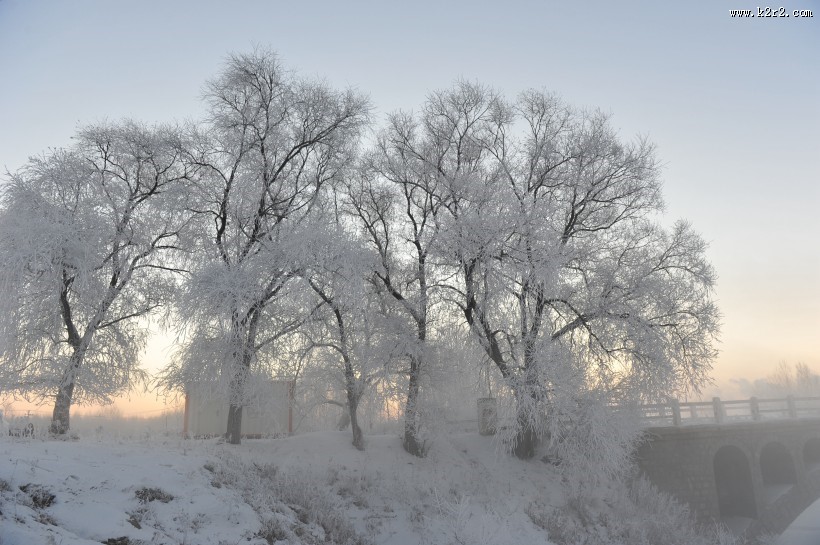 唯美的雾凇图片大全