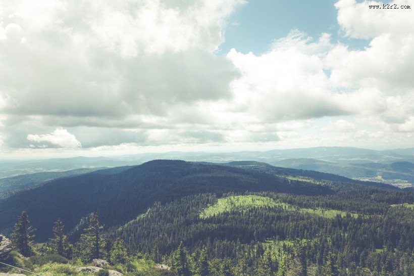 一片茂盛的森林图片