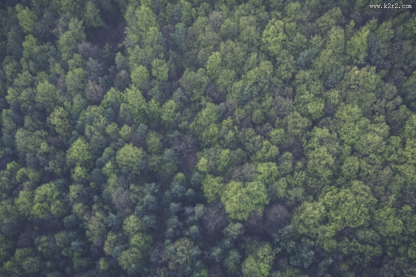 一片茂盛的森林图片