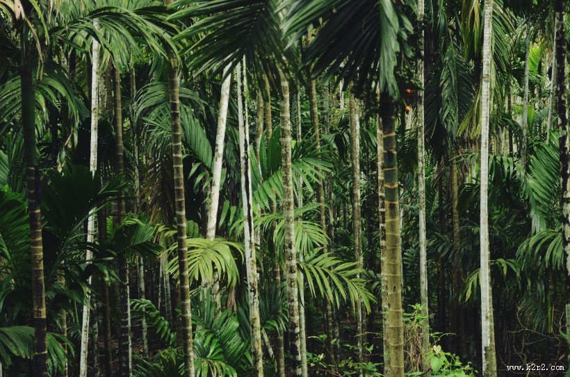 高耸的竹子图片大全