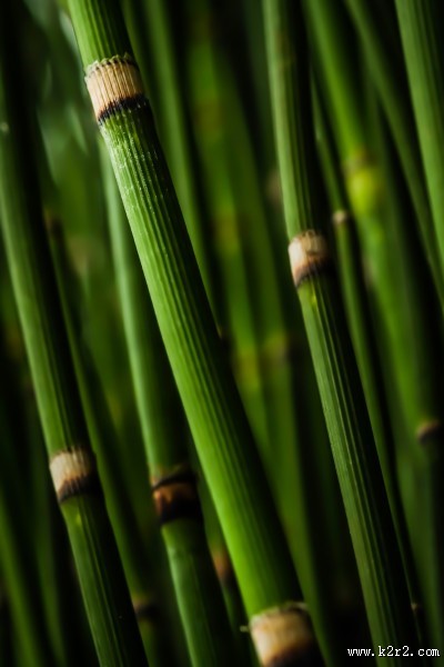 高耸的竹子图片大全