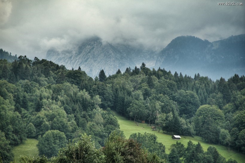 雾气缭绕的森林图片