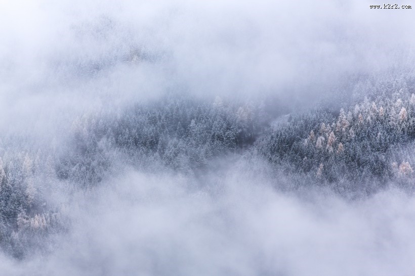 雾气缭绕的森林图片