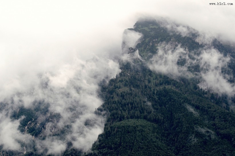 雾气缭绕的森林图片