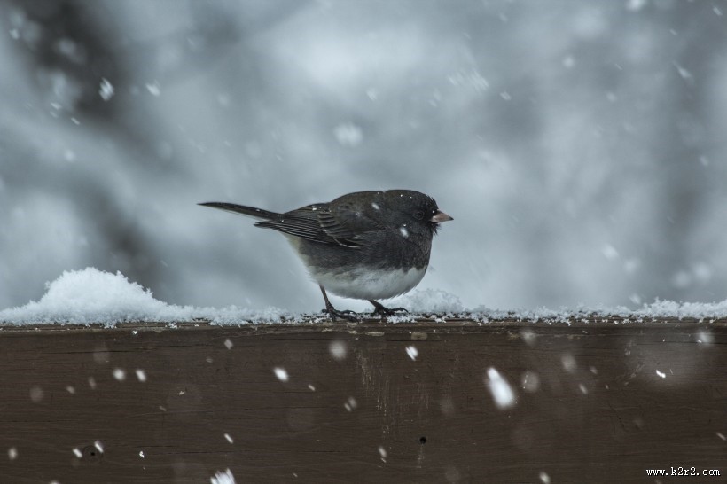 皎洁的雪花图片