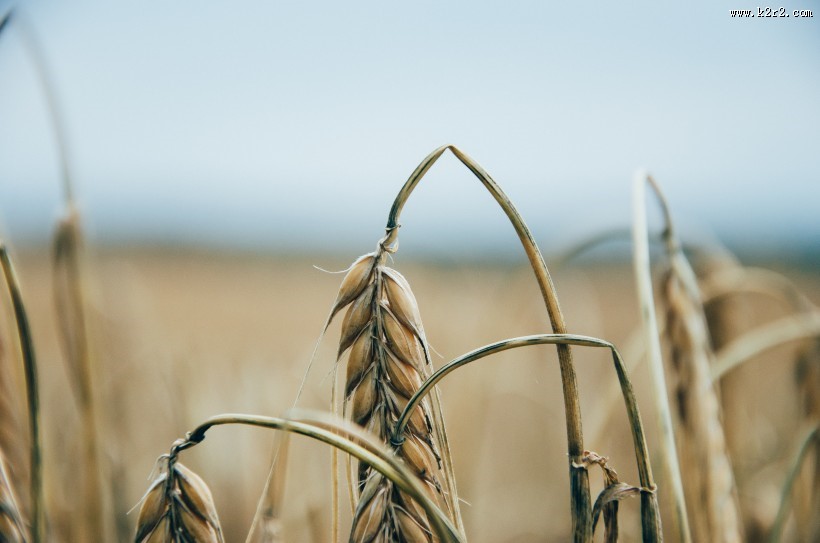 成熟的麦穗图片大全