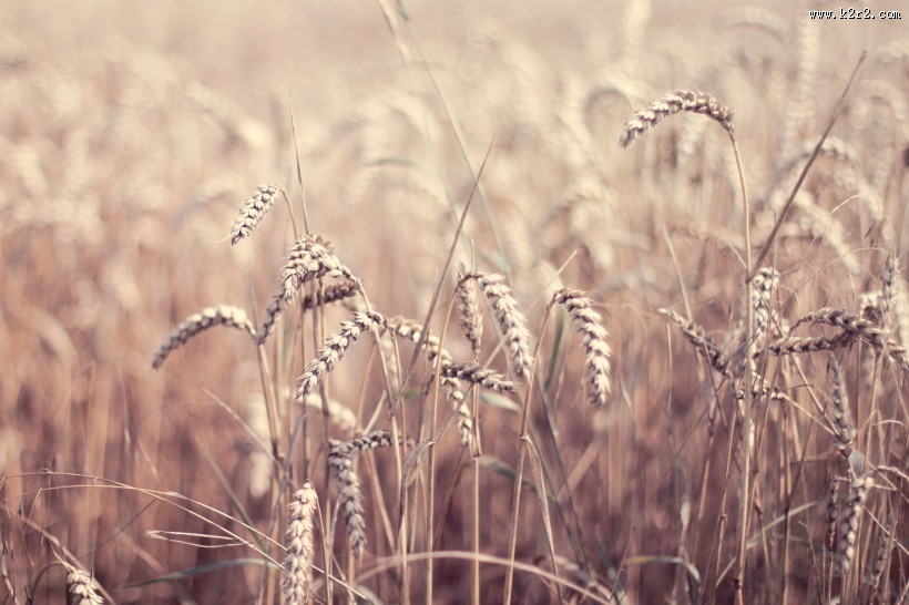 成熟的麦穗图片大全
