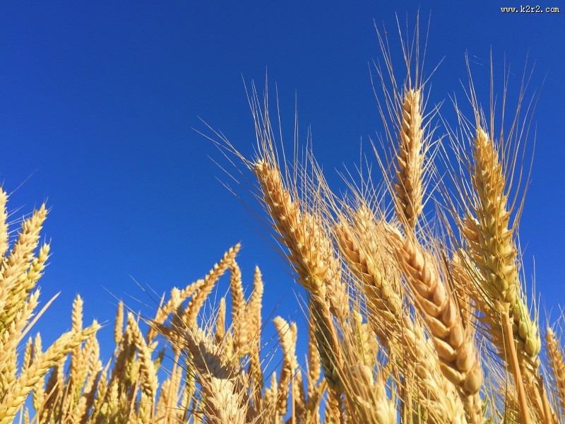 成熟的麦穗图片大全