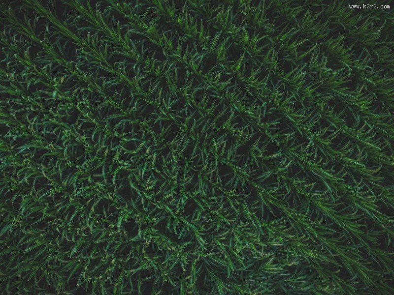 绿色的草地图片