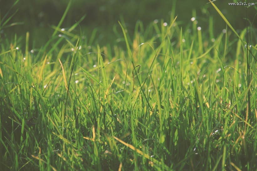 绿色的草地图片