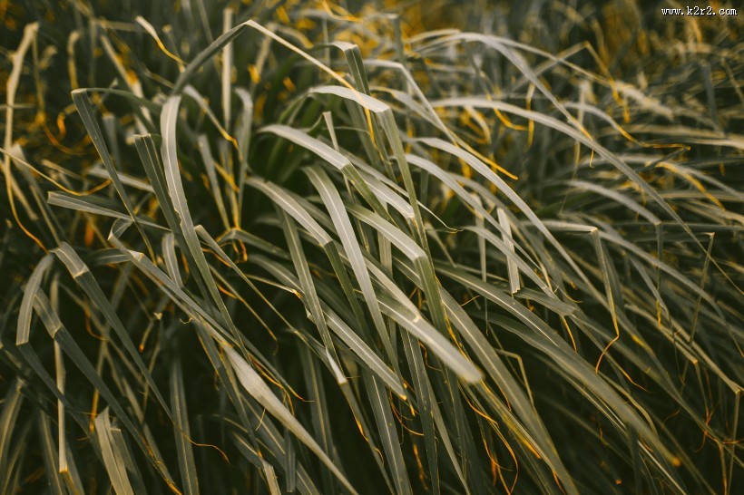 绿色的草地图片