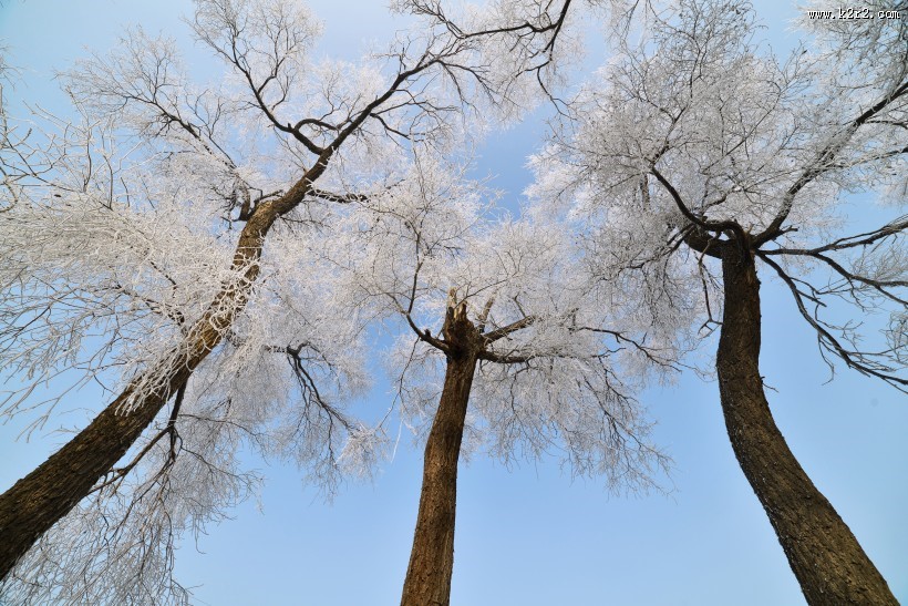 冬日冰冷的雾凇图片