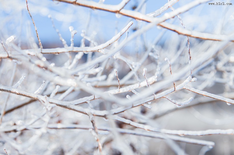 冬日冰冷的雾凇图片
