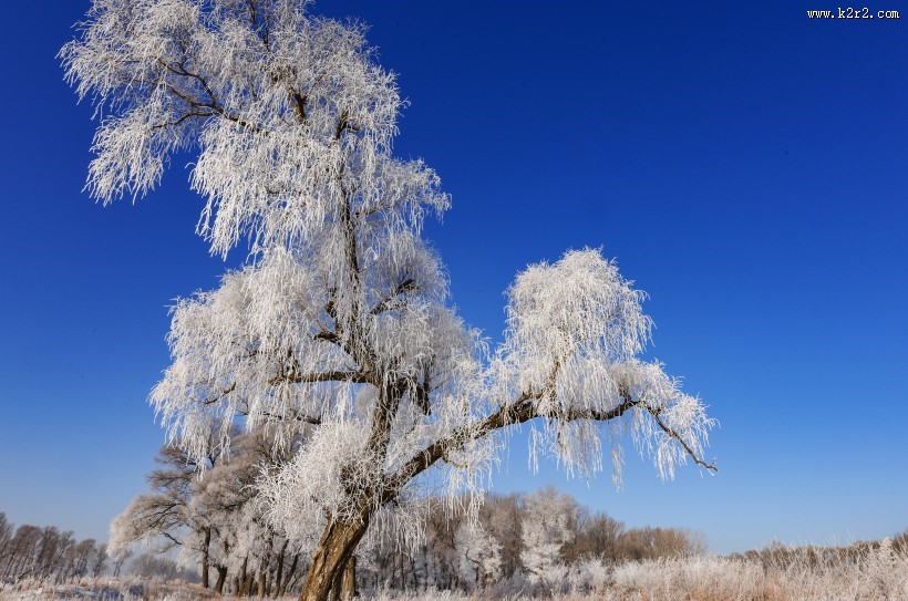 冬日冰冷的雾凇图片