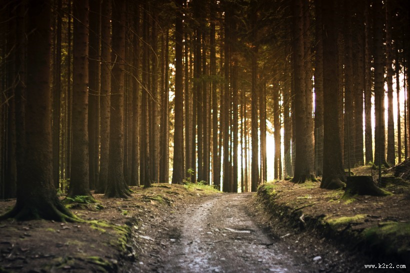 阳光透过整齐树林的图片