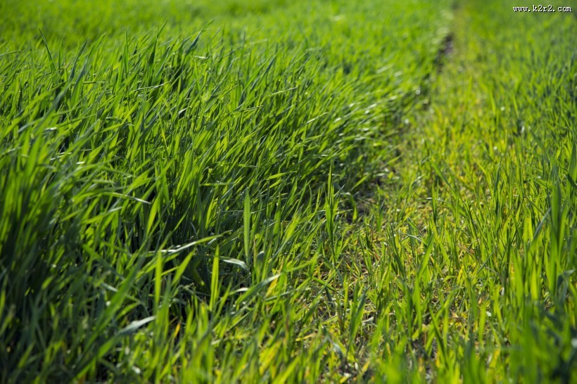 夏季绿色的草地图片