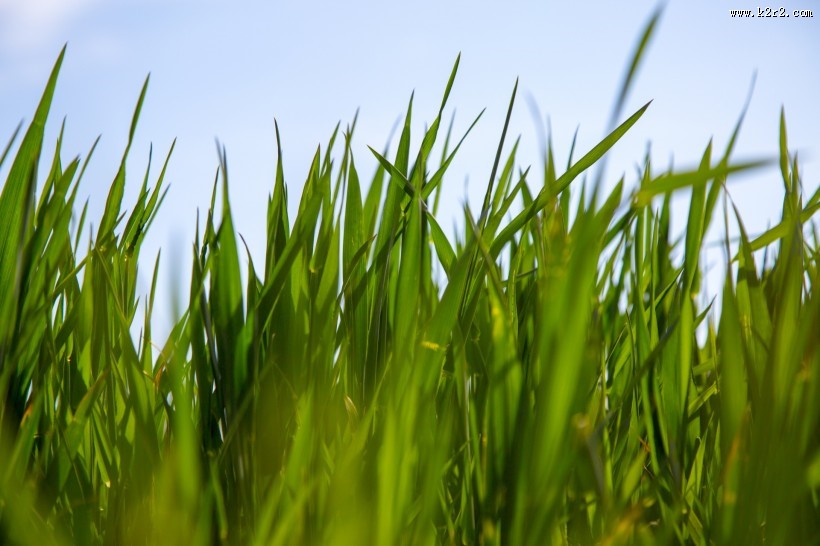 夏季绿色的草地图片