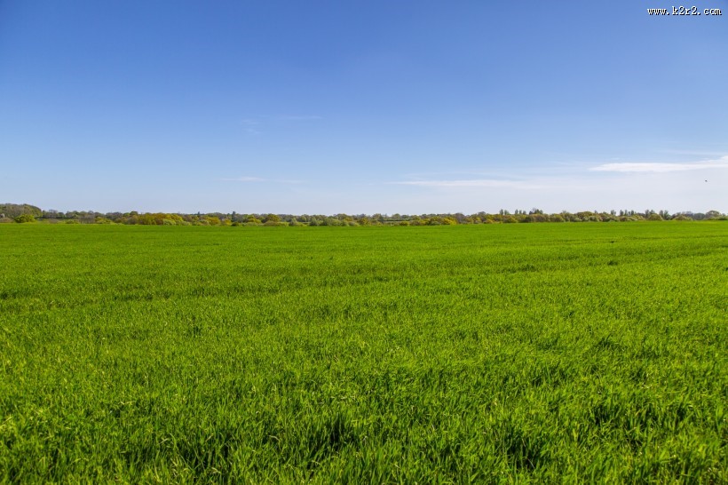 夏季绿色的草地图片