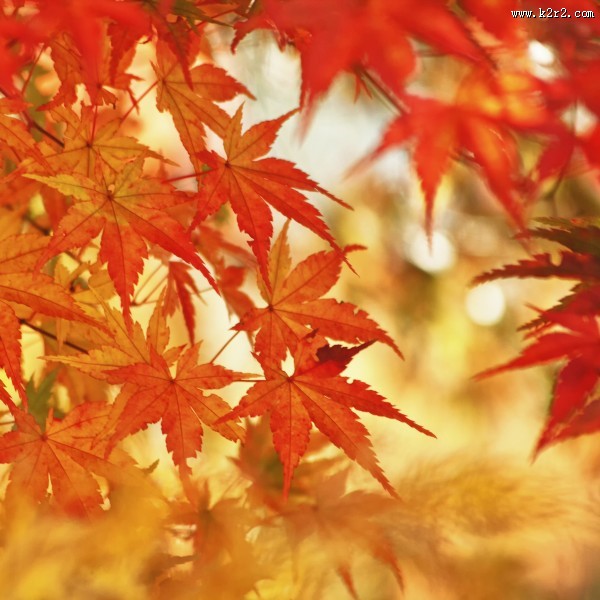 唯美的枫叶图片